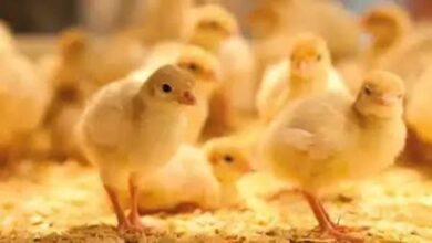 ثبات دون تحرك.. سعر الكتكوت اليوم الخميس 27 نوفمبر 2025 في الأسواق المصرية وأسعار الدواجن