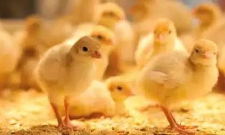 ثبات دون تحرك.. سعر الكتكوت اليوم الخميس 27 نوفمبر 2025 في الأسواق المصرية وأسعار الدواجن