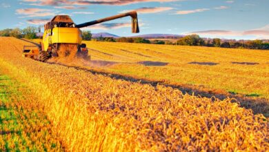 التغير المناخي يعصف بإنتاج القمح عالميا والأسعار.. أقل مخزونات في 9 سنوات