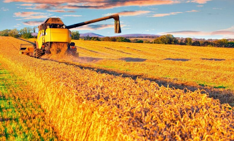 التغير المناخي يعصف بإنتاج القمح عالميا والأسعار.. أقل مخزونات في 9 سنوات