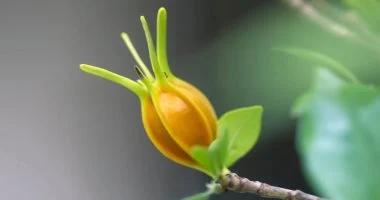 الكلمة المفتاحية: تقنيات النانو النباتات تحارب الأمراض بتقنيات النانو: كيف يغير العلم مستقبل الدواء؟