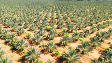 توشكى: مصر تطلق أكبر مزرعة نخيل بالعالم خلال عامين.. وزير الزراعة يكشف التفاصيل