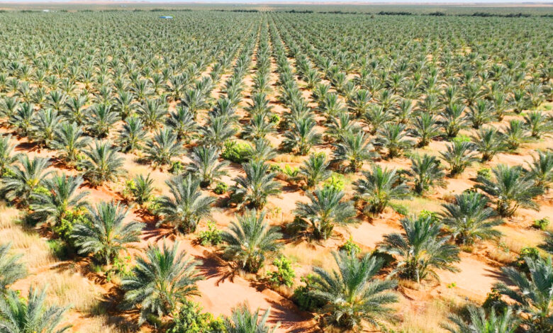 توشكى: مصر تطلق أكبر مزرعة نخيل بالعالم خلال عامين.. وزير الزراعة يكشف التفاصيل