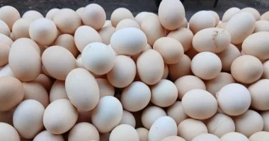 كيف تعرف البيض الفاسد؟ تقارير تكشف أسرار الجودة لحماية صحتك